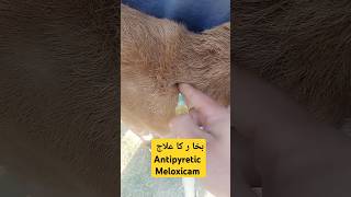 Intramuscular injection in goatantipyreticMeloxicam vet training veterinarian animals shorts [upl. by Dickinson]