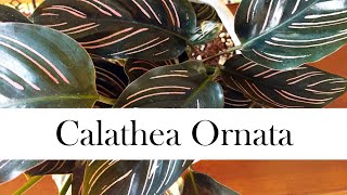 Calathea Ornata Addys Tips for Beginners Pinstripe Calathea [upl. by Marcin428]