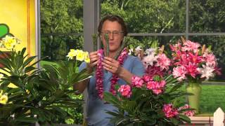 Robertas 3pc Konas Choice Hawaiian Plumeria Gold with Rick Domeier [upl. by Enelyam28]