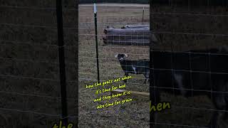 Goats amp bedtime amp snacktime amp cold rain  they baa because they know what time it is minigoats baa [upl. by Aihsekat]