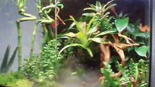 Exo Terra Terrarium Rainforest 60  45  60 part 1 [upl. by Cowey]