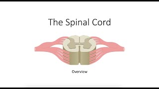 Spinal Cord Overview [upl. by Itsrejk]