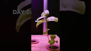 Grow BASIL in HYDROPONIC no soil only water timelapse [upl. by Lucilia363]