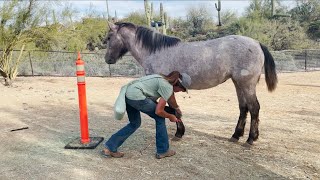 Modern Mustang Gentling Tsuki Day 42  Hoof Lifting Building Duration amp Hoof Pick Intro [upl. by Jobey722]