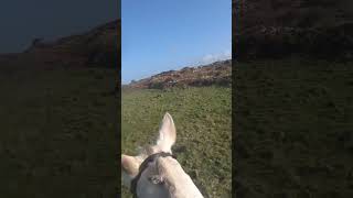 Cornish wall jumping western hunt [upl. by Abran395]