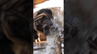 BIGGEST English MASTIFFvaranasi viral mastiff rahulpets [upl. by Joacimah]