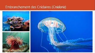 Cours de Zoologie Embranchement des Cnidaires  Dr BOUAM I [upl. by Ormiston241]