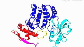 p21 activated protein kinase [upl. by Nairbal902]