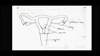 Types of Mammalian Uteri [upl. by Aicram]