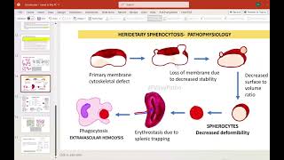 Schistocytes mảnh vỡ hồng cầu và TMA  Daily routine series [upl. by Eelahs]