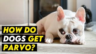 HOW DO DOGS GET PARVO Symptoms Prevention Treatment [upl. by Ailev]