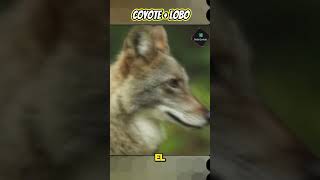 Coyolobo El Increíble Híbrido entre Coyote y Lobo 😲 animalessalvajes [upl. by Sena]