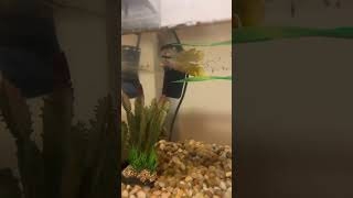 Killifish pair fishtanks aquarium fish [upl. by Troc]