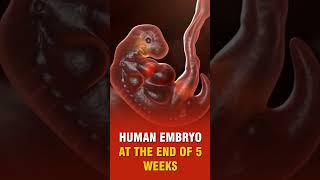 HUMAN EMBRYO AT 5 WEEKS [upl. by Etterrag675]