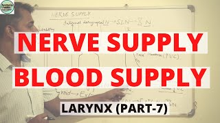 NERVE SUPPLY  BLOOD SUPPLY  LYMPHATIC DRAINAGE OF LARYNX LARYNX PART 7 [upl. by Ssitruc]