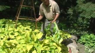 Digging and Dividing Hostas Part 2 Proper Digging [upl. by Aek200]