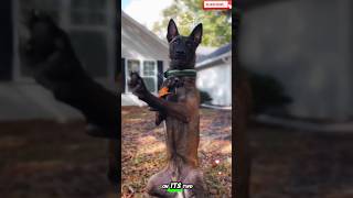 🎯🌹🎯cute shy dog🐕💯🌹malinois germanshepherd doglove pets dog dogtraining belgianmalinois [upl. by Wenn885]