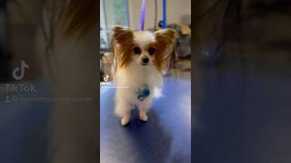 FinleyPapillon🦋tidy upSubscribe for grooming vids donnathedoggroomer papillon [upl. by Nwahc]