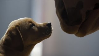 Budweiser Clydesdale Puppy Love Super Bowl 2014 Commercial [upl. by Hugon]