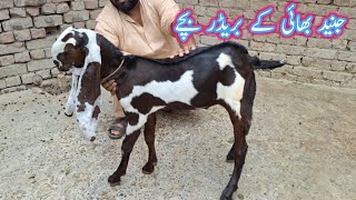 BUCKS OF FUTURE WITH EXCEPTIONAL HISTORY AT JUNAID AUJLA GOAT FARM [upl. by Bacchus]