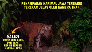 GEMPAR Penampakan Harimau Jawa Terekam Jelas Di Pedalaman Hutan Jawa RESMI Harimau Jawa Masih [upl. by Newel]