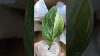 TREUBII TRICOLOR scindapsus plantcollection plantlover plants unboxing SHORTS [upl. by Melisenda]