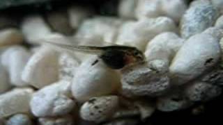 Fire belly toad tadpole 6 days after the egg was layed four days after hatching [upl. by Malan]