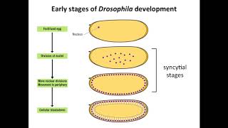 The Regulation of Translation in Developing Drosophila Embryos [upl. by Ayamat724]