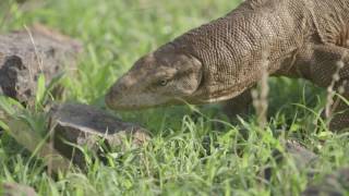 Bengal monitor lizard Varanus bengalensis smelling a stone with its tongue India [upl. by Teerell]