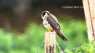 Urdaibai Bird Center  Alcotanes y libélulas [upl. by Sitruk]