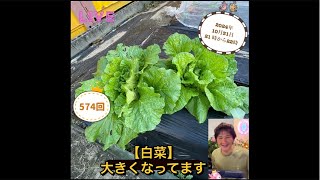 【白菜】無農薬無肥料の菌ちゃん農法で大きくなってます！ 2024年10月31日 [upl. by Jasmin525]