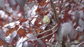 Rubycrowned Kinglet Frantically Foraging [upl. by Anwad234]