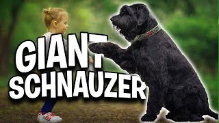 Why you should have a giant schnauzer in your home [upl. by Odelle]