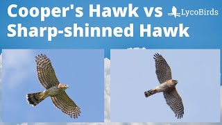 Cooper’s Hawk vs Sharpshinned Hawk  Raptor identification [upl. by Eillas]