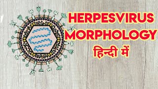 Herpesvirus morphology amp classification in hindi [upl. by Loggins]