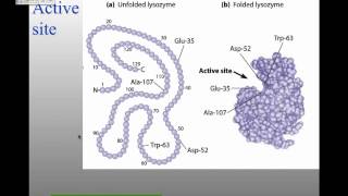 MBW14Lecture 4 Enzymes and Protein Regulation [upl. by Berty]