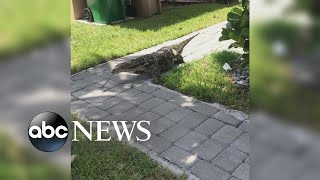 6foot lizard terrorizes family in their backyard [upl. by Atirys]