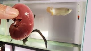 feeding Arowana fish Goat Kidney  complete food for fast growth amp color development [upl. by Yniffit]