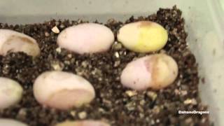 Candling Bearded Dragon Eggs Week 1 [upl. by Iruam]