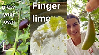 Grow your own AUSTRALIAN FINGER LIME  a taste sensation [upl. by Akiret]