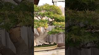 Amazing Bonsai  Japanese maples japanese maple fall bonsai bonsaitree [upl. by Ahsito282]