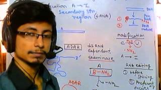 RNA editing adenosine to inosine [upl. by Aniahs]