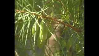 Bush Medicine Man amp Narrow Leaf Geebung  Wayne Peters BSc [upl. by Olmstead]