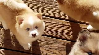 Pomsky Puppies 7 weeks old [upl. by Ecilegna55]