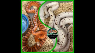 Clutch 4 Scaleless Palmetto  FutureMorphs [upl. by Orvil]