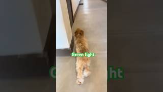 RED LIGHT GREEN LIGHTSUBSCRIBE run puppy subscribe subscribe subscribe subscribe song [upl. by Bassett46]