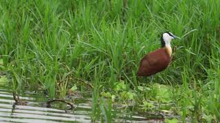 African Jacana and Common Squacco Heron [upl. by Skilken575]