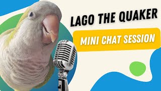 Chatterbox Quaker Parrot  Lago the Quaker mini chat session [upl. by Sukin]