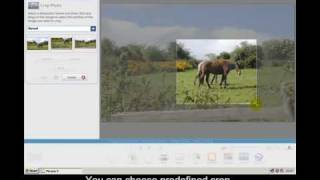 Google Picasa 3 Video 5  How to Crop an image using Google Picasa [upl. by Thenna]