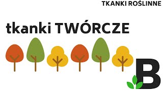 Tkanki twórcze merystematyczne MERYSTEMY  TKANKI roślinne  KOREPETYCJE z BIOLOGII  293 [upl. by Lynnelle]